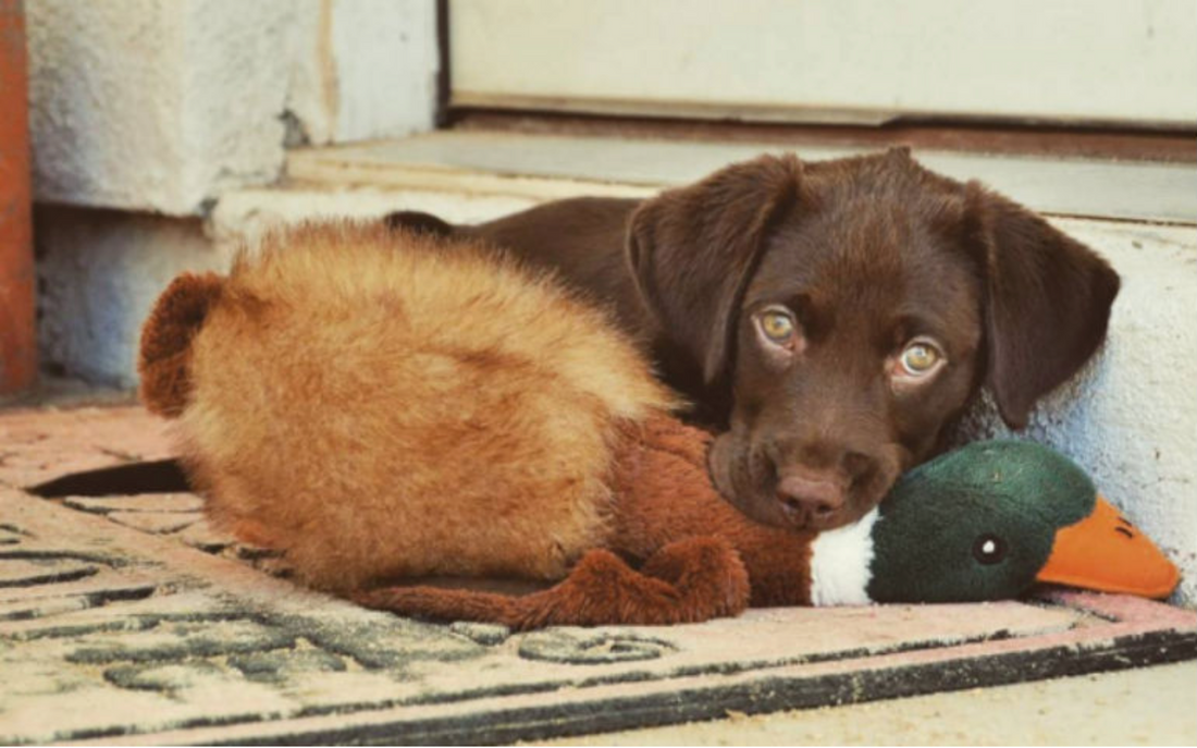 Chocolate lab hot sale cost