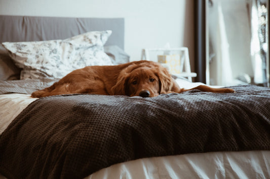 Can Dogs Get Bed Bugs?