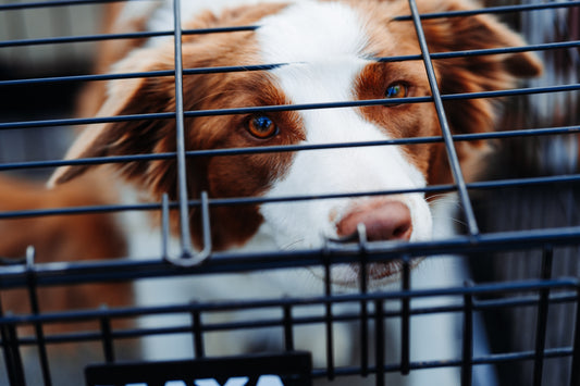 How to Crate Train a Dog: Everything You Need to Know