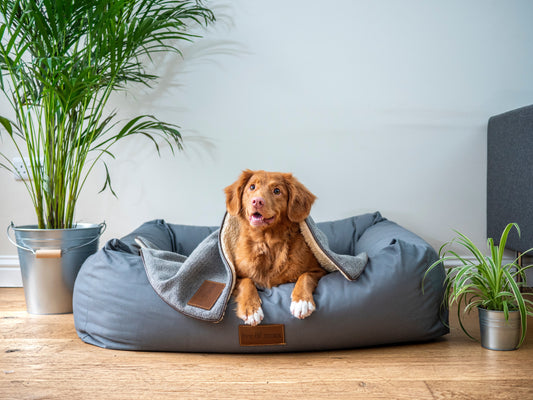 Best dog beds for large dogs - Upland Dog